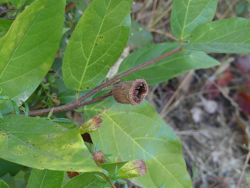 iNaturalist observation photo of California sweetshrub