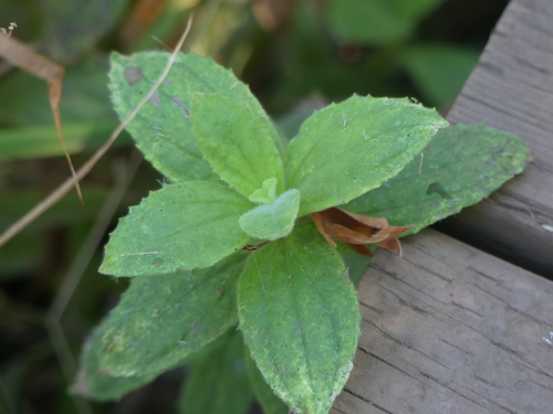 iNaturalist observation photo of scarlet monkeyflower