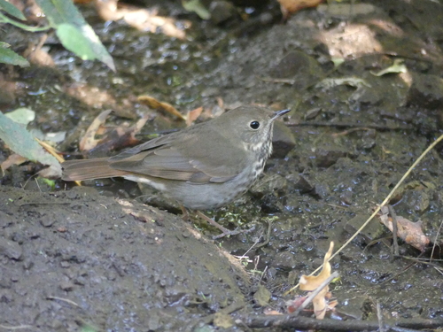 iNaturalist observation photo of Hermit Thrush