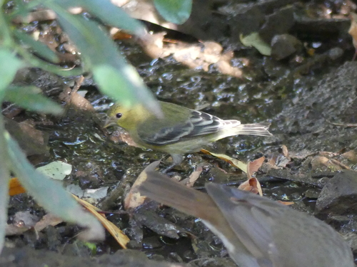iNaturalist observation photo of Lesser Goldfinch