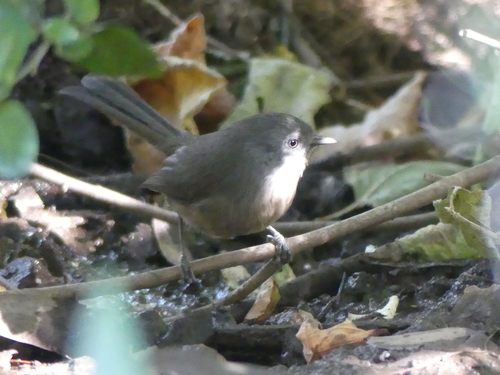 iNaturalist observation photo of Wrentit