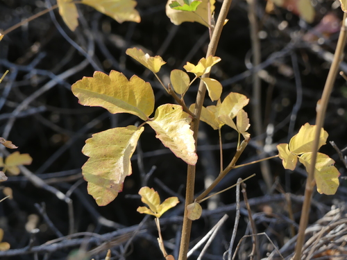iNaturalist observation photo of Pacific poison oak