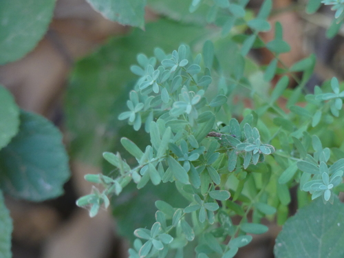 iNaturalist observation photo of Dicots
