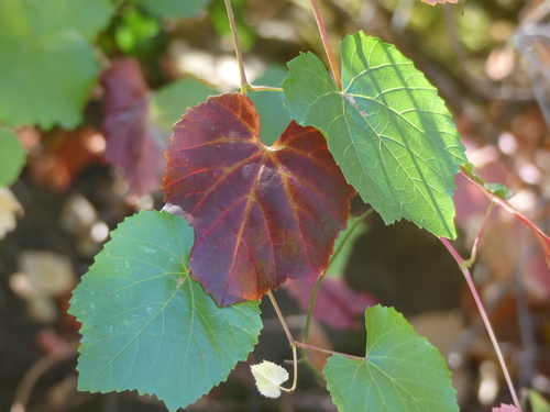 iNaturalist observation photo of California wild grape