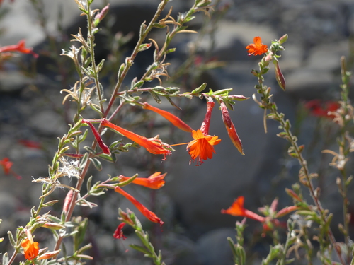 iNaturalist observation photo of California fuchsia