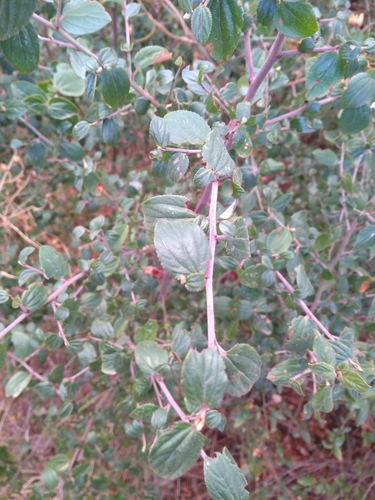 iNaturalist observation photo of hairy ceanothus