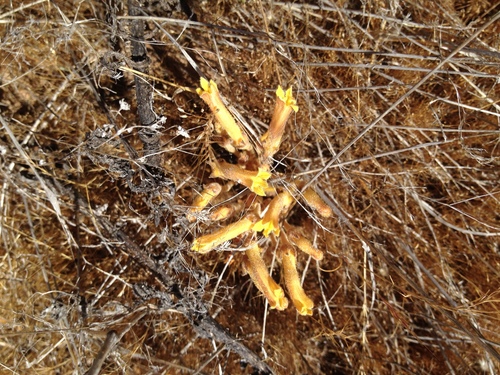 iNaturalist observation photo of yellow clustered broomrape