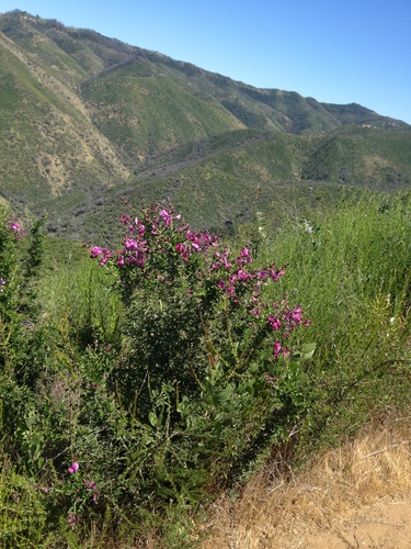 iNaturalist observation photo of chaparral pea