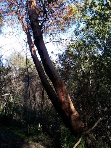 iNaturalist observation photo of Pacific madrone
