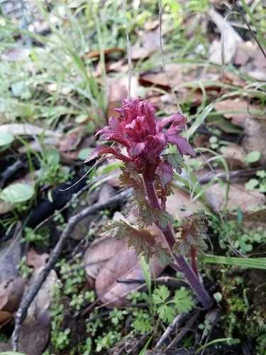 iNaturalist observation photo of Warrior's Plume