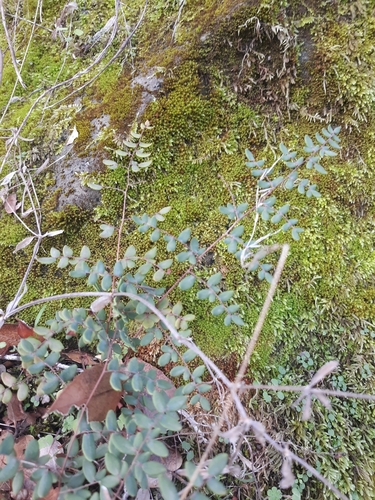 iNaturalist observation photo of Coffee Fern