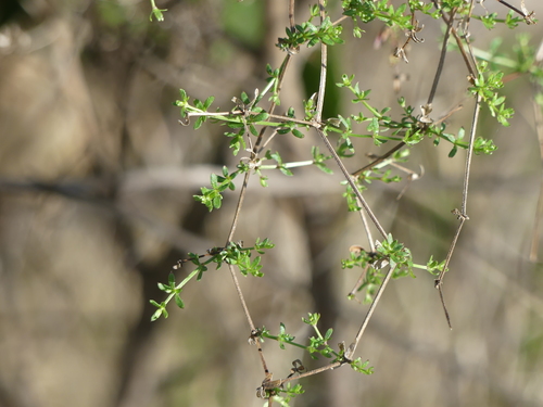iNaturalist observation photo of Plants