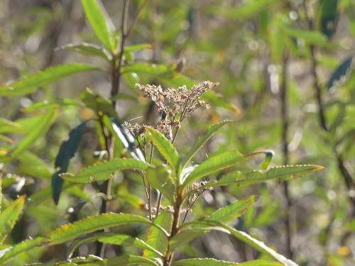 iNaturalist observation photo of California yerba santa