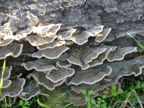 iNaturalist observation photo of Fungi Including Lichens