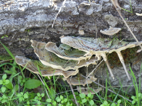 iNaturalist observation photo of Fungi Including Lichens