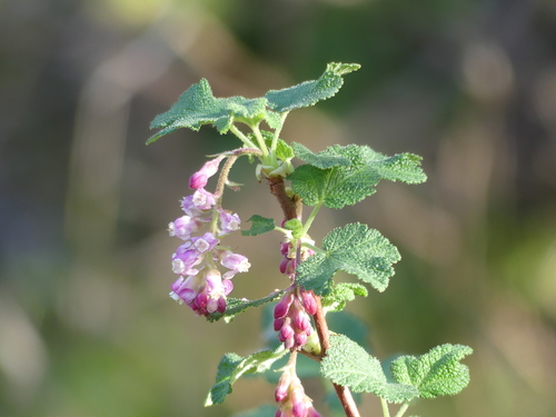 iNaturalist observation photo of currants and gooseberries
