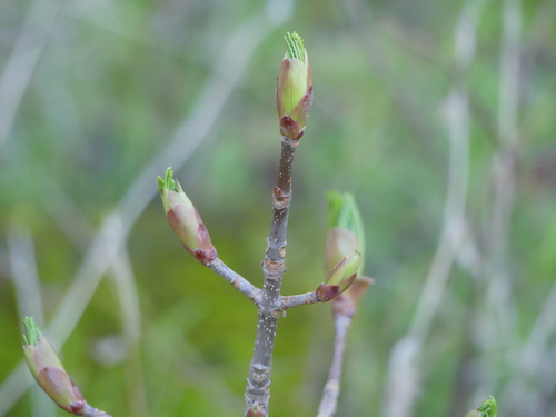 iNaturalist observation photo of California buckeye