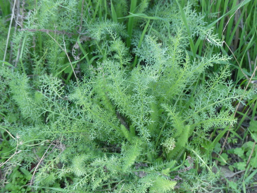 iNaturalist observation photo of common yarrow