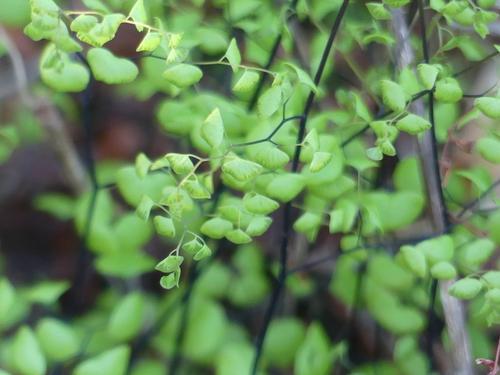iNaturalist observation photo of California Maidenhair Fern
