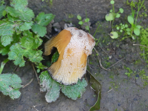 iNaturalist observation photo of Coprinellus