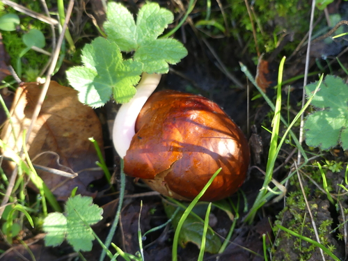 iNaturalist observation photo of California buckeye