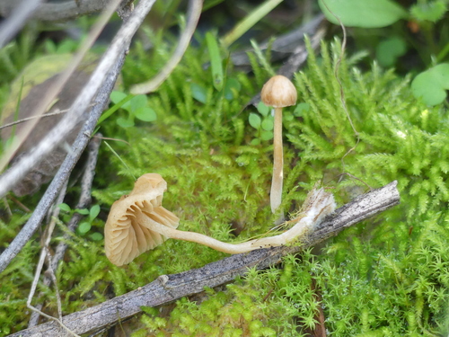 iNaturalist observation photo of Fungi Including Lichens
