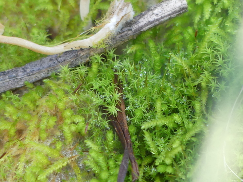 iNaturalist observation photo of Mosses