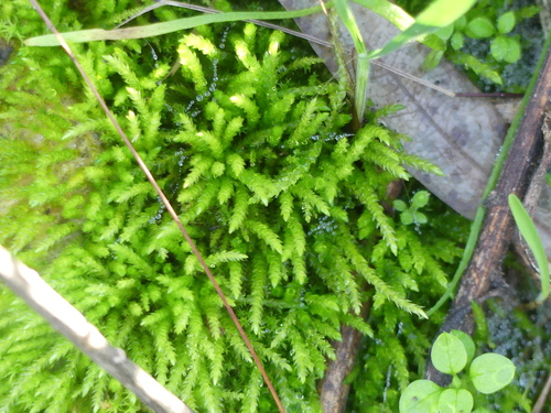 iNaturalist observation photo of Mosses