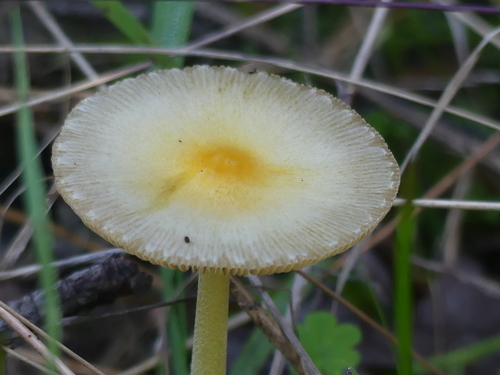 iNaturalist observation photo of yellow fieldcap