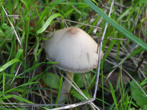iNaturalist observation photo of Brittlestems