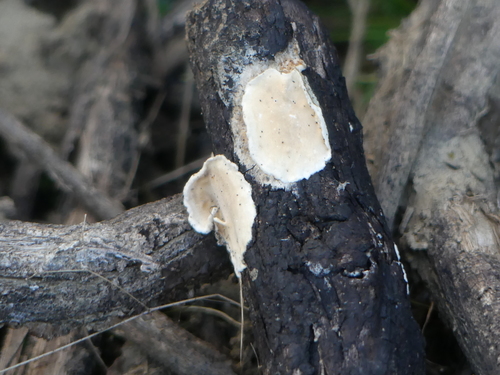 iNaturalist observation photo of Fungi Including Lichens