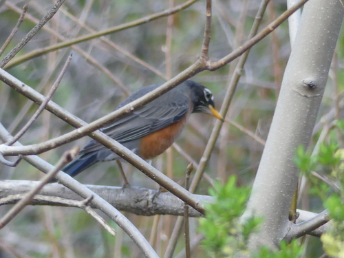iNaturalist observation photo of American Robin