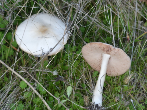 iNaturalist observation photo of Stubble Rosegill