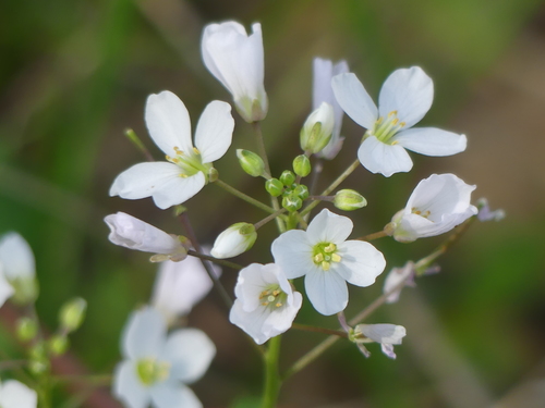 iNaturalist observation photo of milkmaids