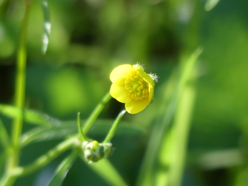 iNaturalist observation photo of buttercups