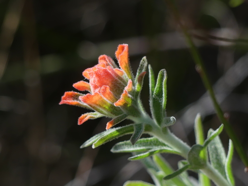 iNaturalist observation photo of Felt Paintbrush