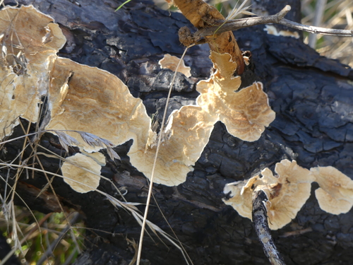 iNaturalist observation photo of Fungi Including Lichens