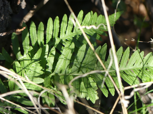 iNaturalist observation photo of California Polypody
