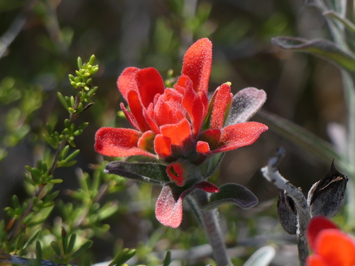 iNaturalist observation photo of Felt Paintbrush