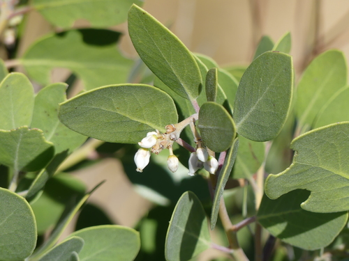 iNaturalist observation photo of Common Manzanita