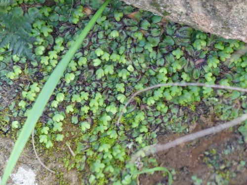 iNaturalist observation photo of California asterella