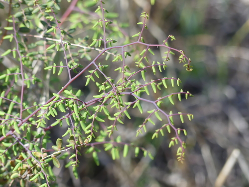iNaturalist observation photo of Coffee Fern