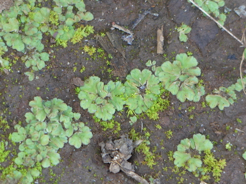 iNaturalist observation photo of Crystalworts