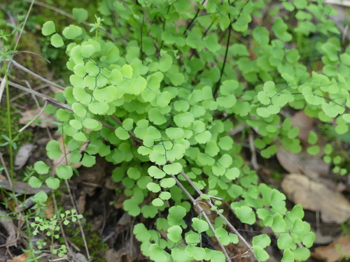 iNaturalist observation photo of California Maidenhair Fern