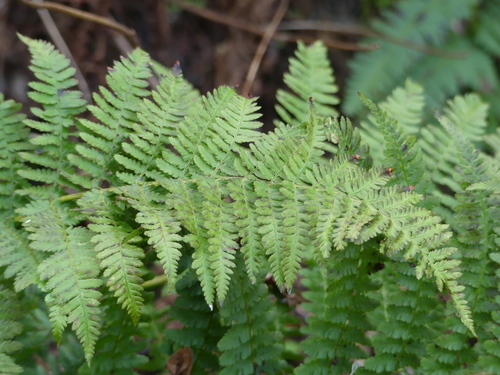 iNaturalist observation photo of Ferns