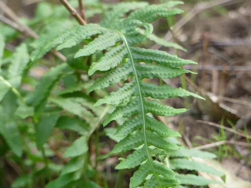 iNaturalist observation photo of California Polypody