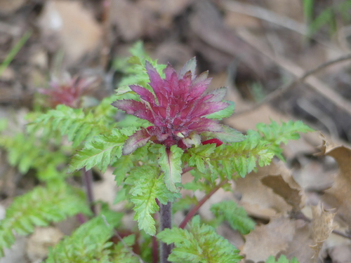 iNaturalist observation photo of Warrior's Plume