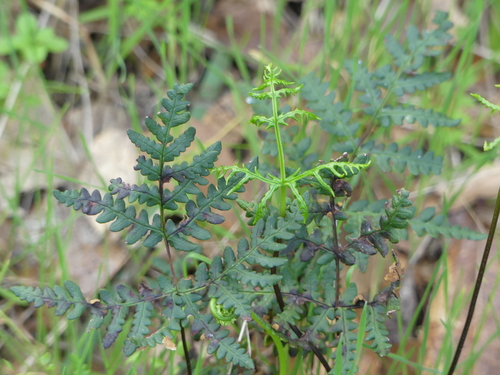 iNaturalist observation photo of goldback fern