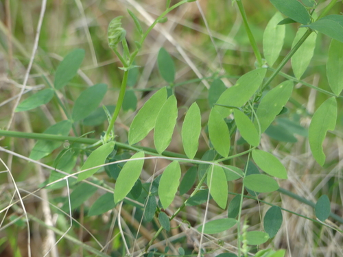 iNaturalist observation photo of Peas, Vetches, and Allies