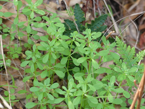 iNaturalist observation photo of catchweed bedstraw